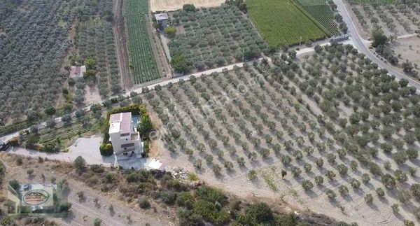 Akman Gayrimenkul'den Üçpınar'da Satılık 7900 M2 Zeytinlik