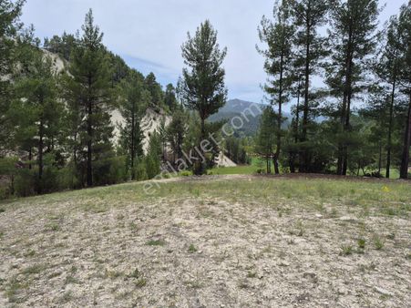 Denizli Çameli Sarıkavak Mah Satılık Tarla