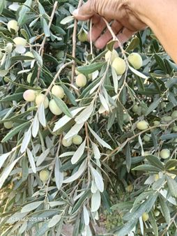 Pirlibey Mahallesinde Satılık Portakal Bahçesi