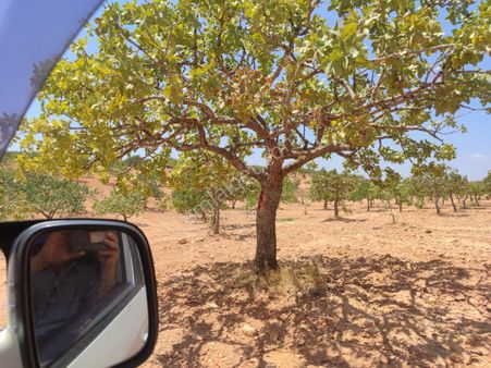 Arif Emlaktan Satılık Oğuzelı Tınazderede Yatırımlık Fıstık Bahçesi