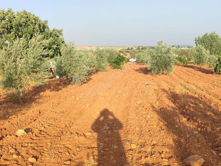 Arif Emlaktan Satılık Oğuzeli Tınazderede Tek Tapu Yatırımlık Arazi