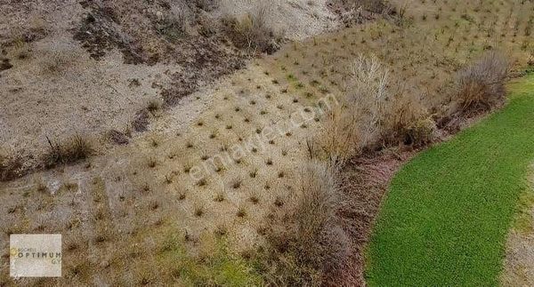Kandıra Terziler Mah.fındık Ağacı Olan Satılık 1692 M2 Tarla
