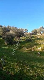 Söke Bayırdamında Satılık 49 Dönüm Zeytinlik