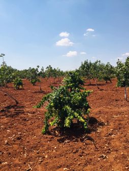 Oğuzeli Altınyurt Ta Satılık 2400