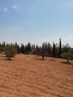 Nizip Kocatepe Resmi Yol Üzeri Bağevlik Arazi