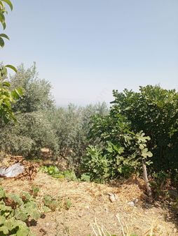 Manisa Salihli Şirinyer Mah Satılık Hobi Bshçesi