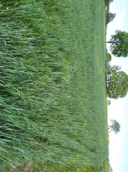 Satılık Kupon Tarla