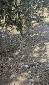 600 M² Satılık Hobi Bahçesi Kaçırmayın