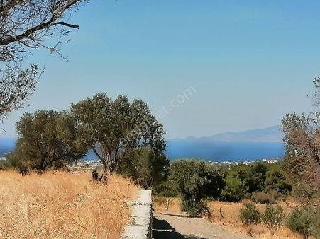 Foça Kozbeyli'de Deniz Manzaralı Elektrik Suyu Hazır Satılık Parseller