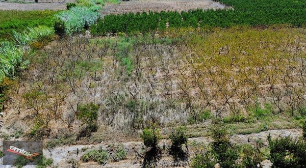 Emlak Z Den Çiviçukuru Mevki 8.000 M2 Tek Tapu Şeftali Bahçesi