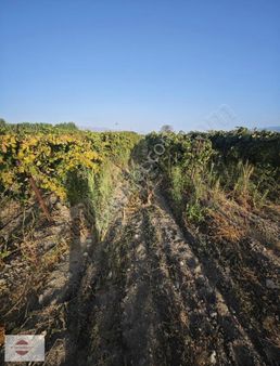 Kemaliye Asarda Satılık Bağ