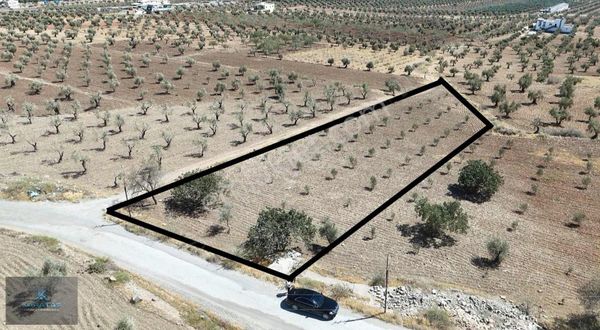 Kilis Merkez Şeyh Muhammed Civarı Bağevilik Mükemmel Arazi