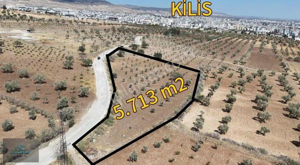 Kilis Şeyh Muhammed Civarı Satılık 5.713 M2 Bağevilik Zeytinlik