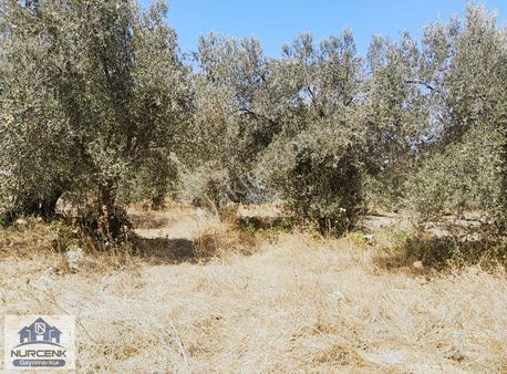 Izmırbayındır Kızılkecili Kadastro Yoluna Sıfır 327m2 Zeytınlık