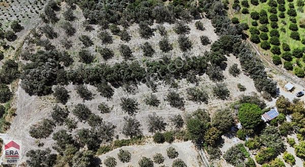 Era Port Güvencesiyle Balıkesir Havran'da Satılık Zeytinlik