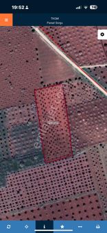 Satılık Arpakesmez Asfaltına 35 Mt Mesafeli Zeytin