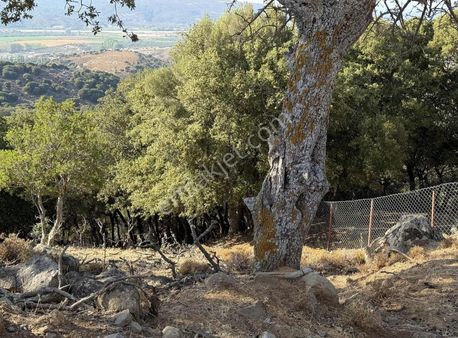 Nostalji Emlaktan Kefoloz Yolu Üzerinde Satılık Tarla