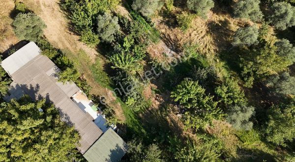 Nostalji Emlaktan Sanayıı Arkası Muhteşem Zeytinlik