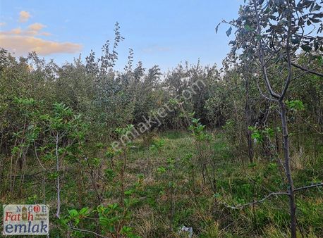 Hançerli'de Uygun Fiyata 2 Dönüm Sat Bahçe