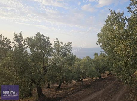 Rs Mutlu Gemlik Kurşunluda Deniz Manzaralı 4097 M2 Satılık Arazi