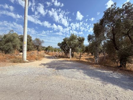 Asfalt Kadastro Yoluna Sıfır Ana Yola 100 Metre Satılık Müstakil Tapulu Zeytin Ve İncir Bahçesi