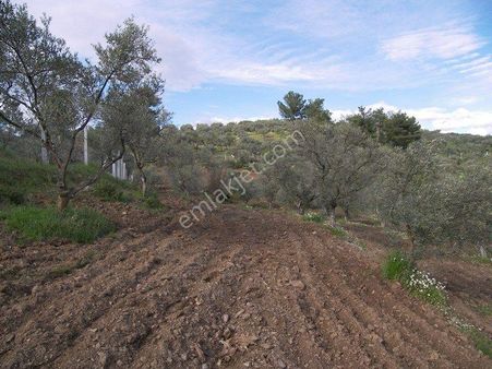 Torbalı Düverlik Köyünde Tek Tapu Yatırım Fırsatı Satılık Zeytinlik