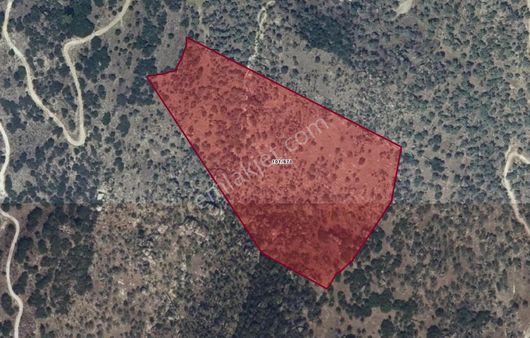 Yatağan Yava Köyünde 27.578 M2 Fırsat Zeytinlik