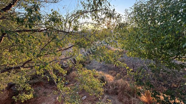 Öz Gaye Emlaktan Develi İlibede Satılık Bahçe
