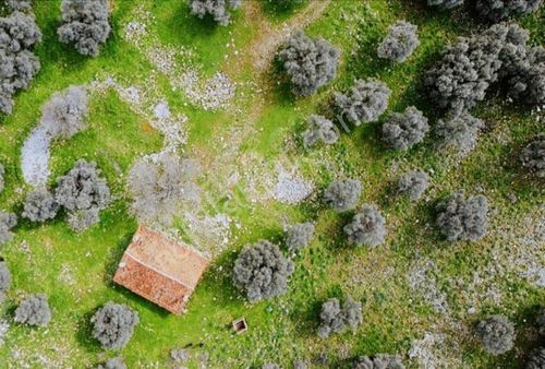 Muğla Milas Kızılağaç Ta 212 Dönüm Dev Bakımlı Zeytinlik