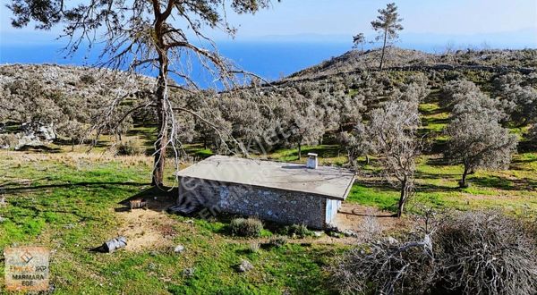 Emlakyap Tan Muğla Çökertme De Satılık Zeytinlik Ve Tarla