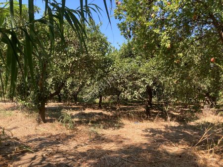 Hayri Avcıoğlu Gayrimenkul'den Arslanlı(cumh.) Satılık Tarla