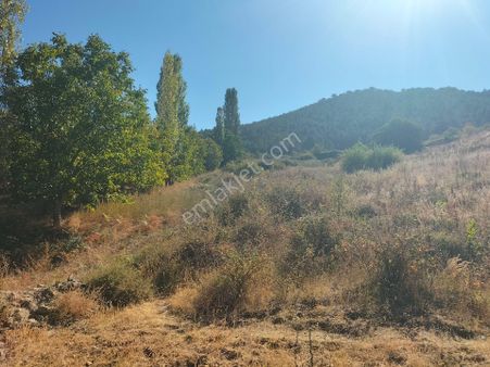 Karacasu Esençay Su Kaynaklarının Olduğu Bölge 60 Dönüm Tarla