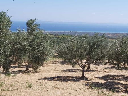 Bulut Yatırımdan 4480 M² Resmi Yolu Olan Deniz Manzaralı Bakımlı Yetişmiş Zeytinlik