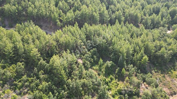 Gazipaşa Çile Mahallesinde Satılık 3800 M2 Tarla