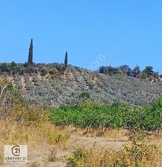 C21 Cius; Muratoba'da 3951 M2 Satılık Zeytinlik