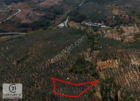 C21 Cius; Umurbey'de Kadastro Yoluna Cephe 2661 M2 Zeytinlik