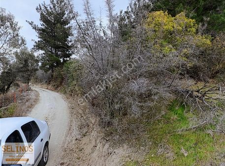 Maruflar Köyünde Resmi Yolu Olan Çamlık 3008 M2