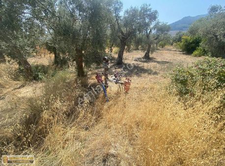 Tek Tapu Yol Kenarı Bahçe