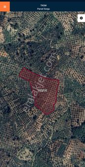 Golden Globy, Edremit-çamcı'da Satılık 20 Dönüm Zeytinlik