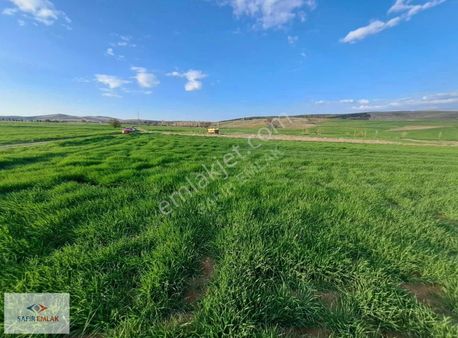 Safir'den Afyon İhsaniye Yiğitpınar'da Satılık Tarla