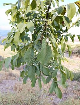 Buğra Emlak & Gayrimenkulden Satılık Zeytinlik