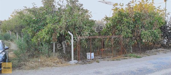 Maya Gyo'dan Meyve Ağaçlarıyla Dolu Etrafı Çevirili Tarla