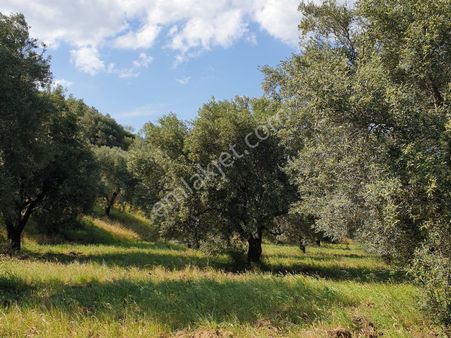 Karacasu Bahçeköyde Yatırıma Uygun, Evi Ve Sondajı Bulunan Zeytinlik..