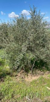 Karapınar Mahallesinde Satılık Zeytinlik