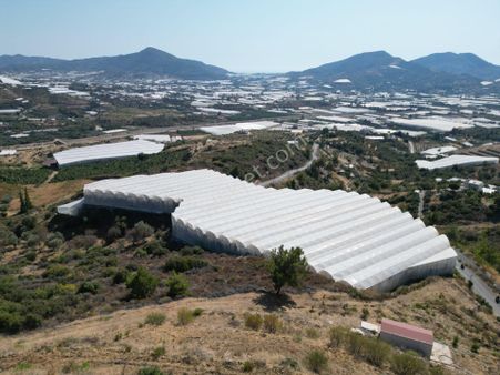 Alanya Gazipaşa’da Köy Yoluna Sıfır Konumda Satılık 9 Dönüm Kapalı Muz Serası