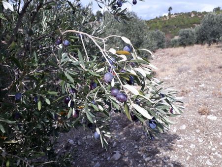 Karacasu Karacaören Mah De Satılık Zeytinlik Ve Taş Yapı 87.500 M2