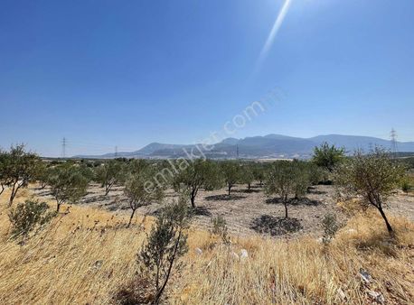 Akgün'den Turgutalp Mah. Satılık Zeytinlik