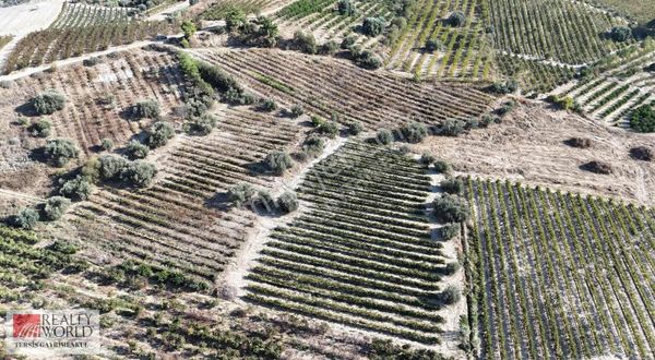 Rw Tersis'den Tarsus Cinköy Mahallesinde Satılık Üzüm Bağı