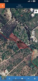 Tömükte 2400 M2 Satılık Limon Bahçesi