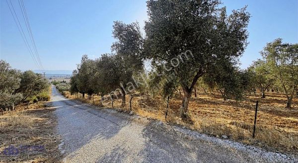 Pancar Organize Sanayi Arkasında Satılık 9 Dönüm Zeytinlik